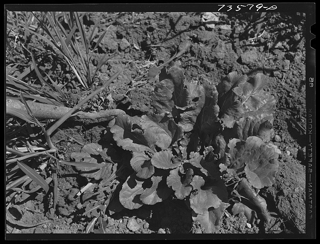 Photo:Nyssa Oregon 1942 Japanese-American Sugar Beet Fields FSA Camp