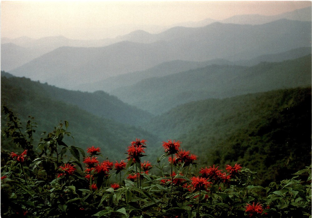 High mountain ridge bee balm wildflowers postcard by Ken L Jenkins