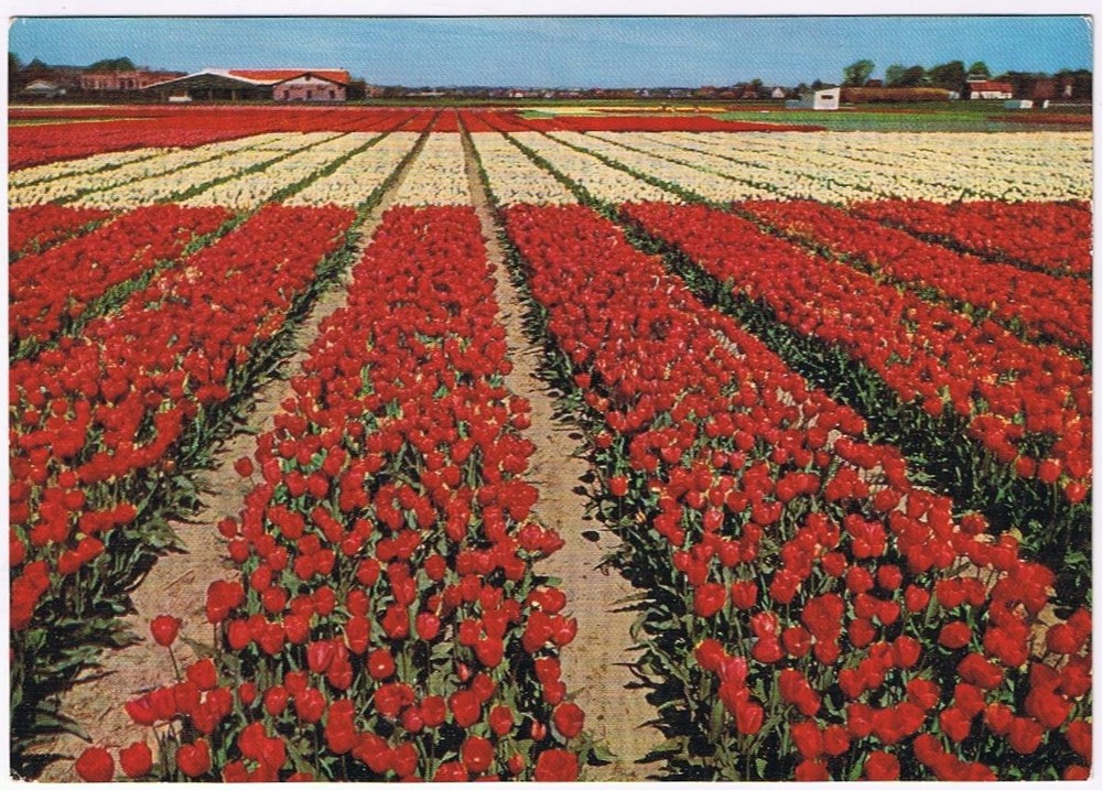 Postcard Bulbfields Holland Netherlands