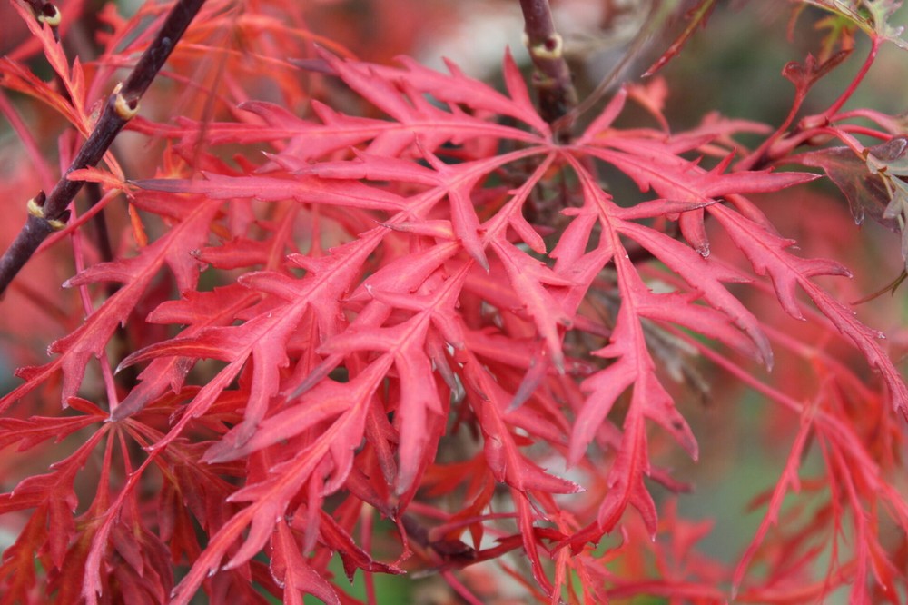 Acer palmatum 'Red Filigree Lace' - Dwarf Japanese Maple *Live Plant-image