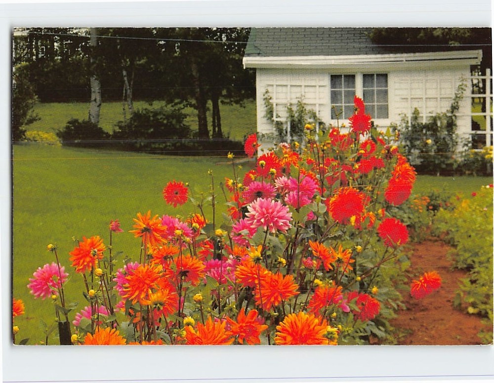 Postcard Dahlia Flower Bed