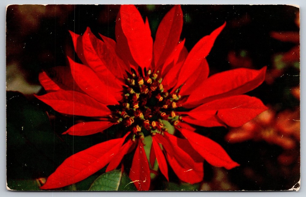 Flowers~Closeup of Red Poinsettia Color By Leon M Smith~Vintage Postcard