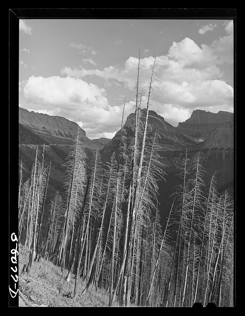 Photo:Glacier National Park Montana 1941 Forest Fire Damage Dead Trees