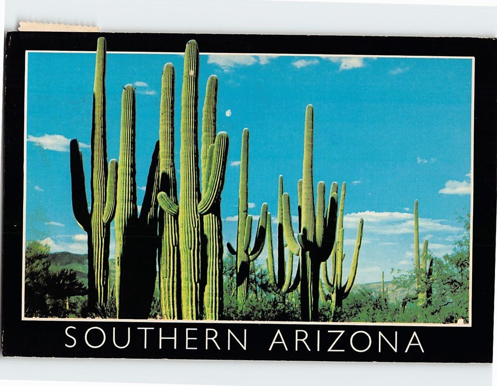 Postcard Family Group of Saguaros Southern Arizona USA