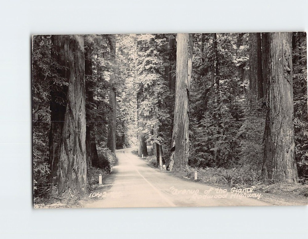 Postcard Avenue of the Giants Redwood Highway California USA