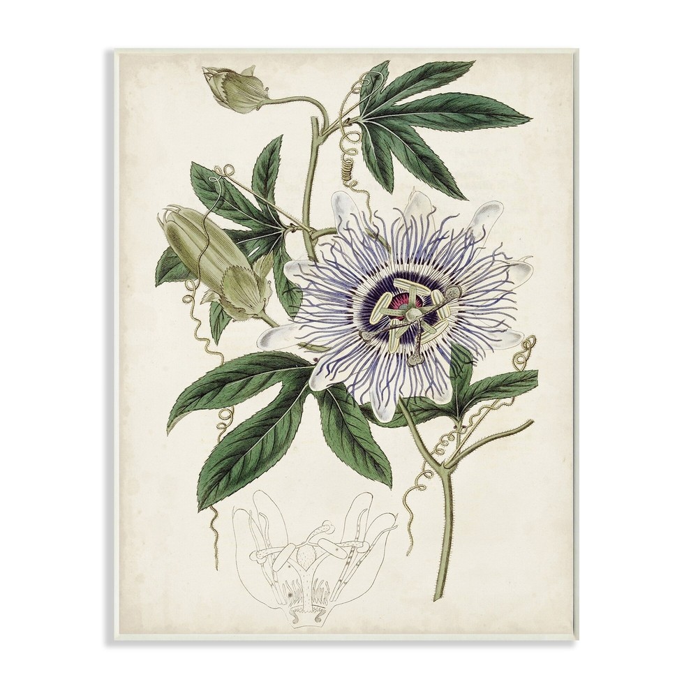 Stupell Vintage Garden Flower Illustration Plant Anatomy