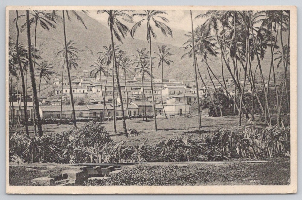 Vintage 1939 Caracas Venezuela Photo Postcard Palm Trees Town View
