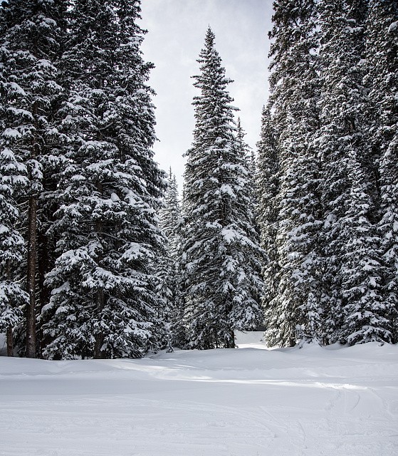 Photo:Copper Mountain Ski Resort Frisco Colorado 2016 Snowy Trail Pines