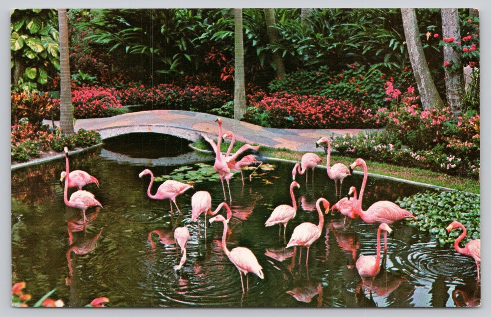 Vintage Flamingos Sunken Gardens St. Petersburg Florida Postcard
