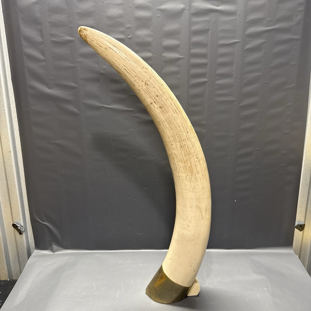 Replica Elephant Tusk 28 inch long. 14 pounds Broken base