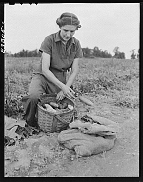 Hartford Connecticut Mrs Komorosky 1942 Cucumbers Farm Security Photography