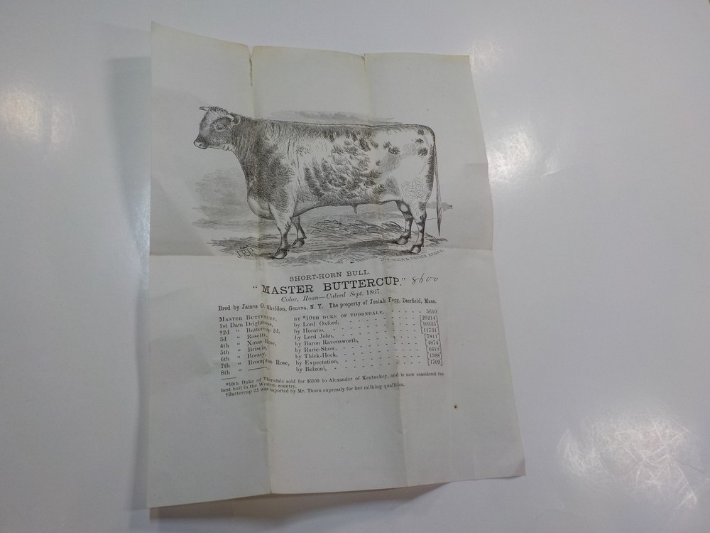 Antique Flyer 1867 Short-Horn Bull Master Buttercup Animal Illustration Paper