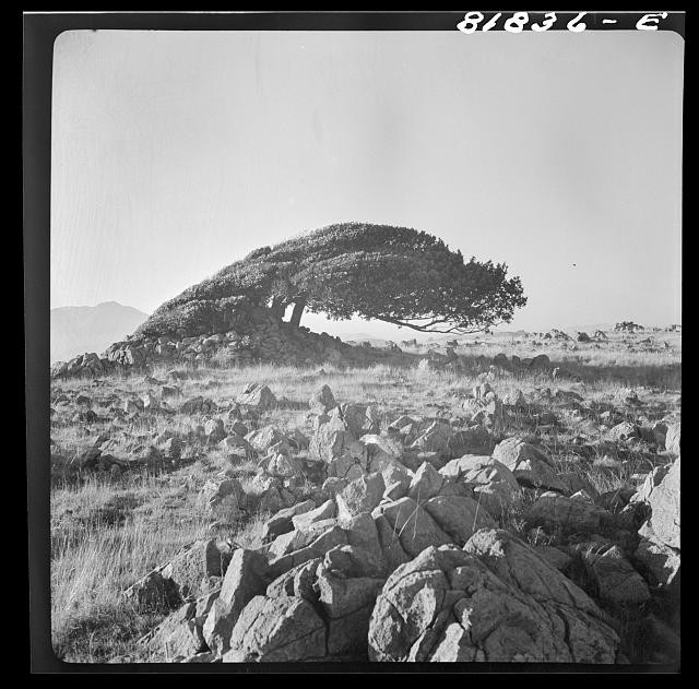 Photo:Cypress Tree Point Lobos California 1930s Landscape Rock Outcrop
