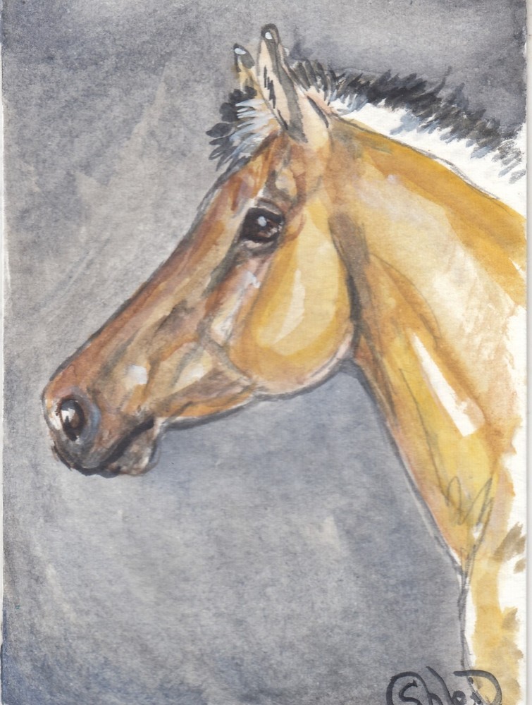 ACEO original Watercolor Art Card HORSE bay dun frosty  tall Sport yearling colt