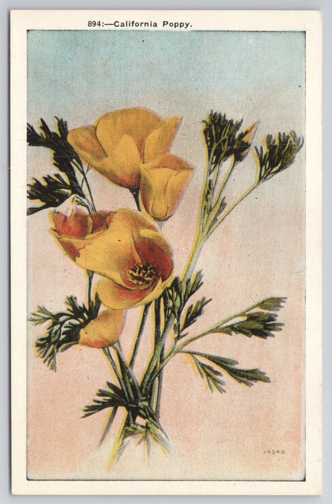California Poppy Flower Postcard M. Kashower Co. Los Angeles CA Vintage