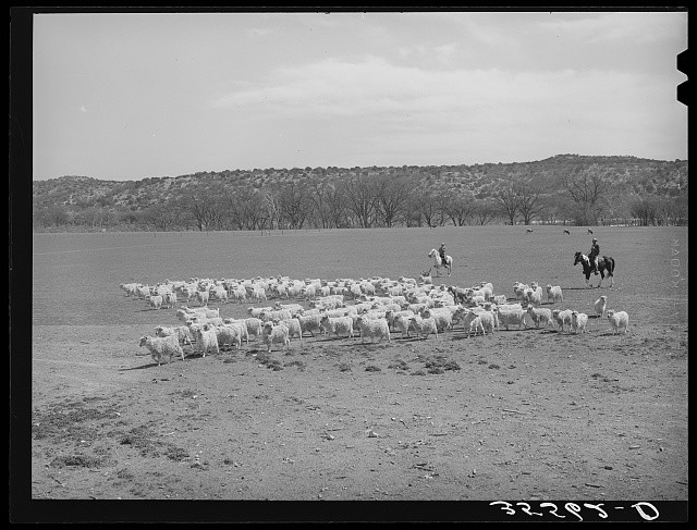 Kimble County Texas 1940 Ranchman Driving Goats for Shearing on Range