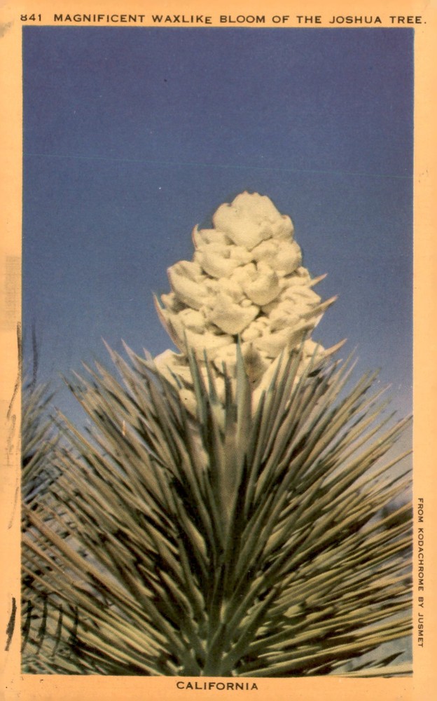 Joshua Tree Bloom in California, 1952 Postcard