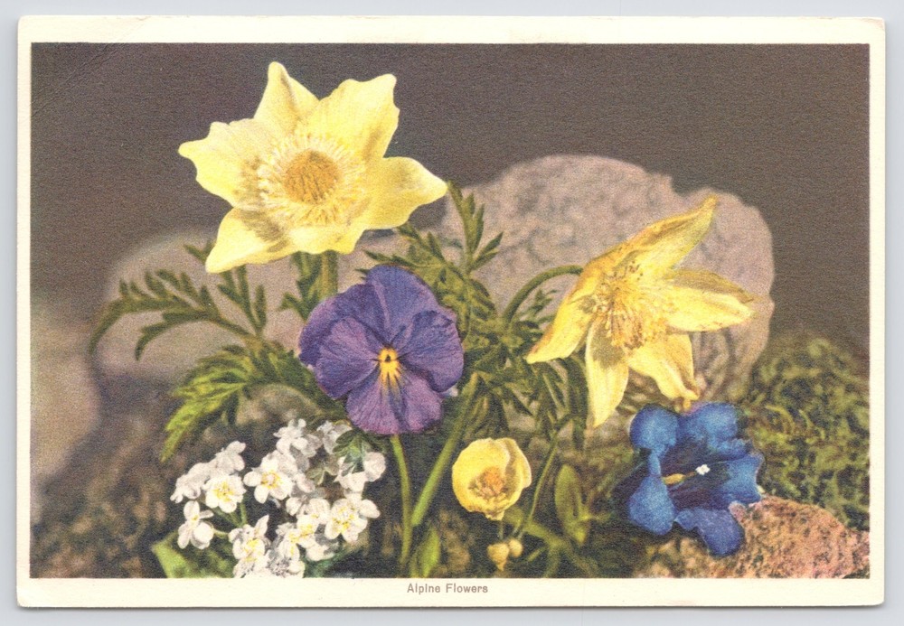 Flowers~Edition Stehli~Yellow Purple & Blue Alpine Flowers~Vintage Postcard