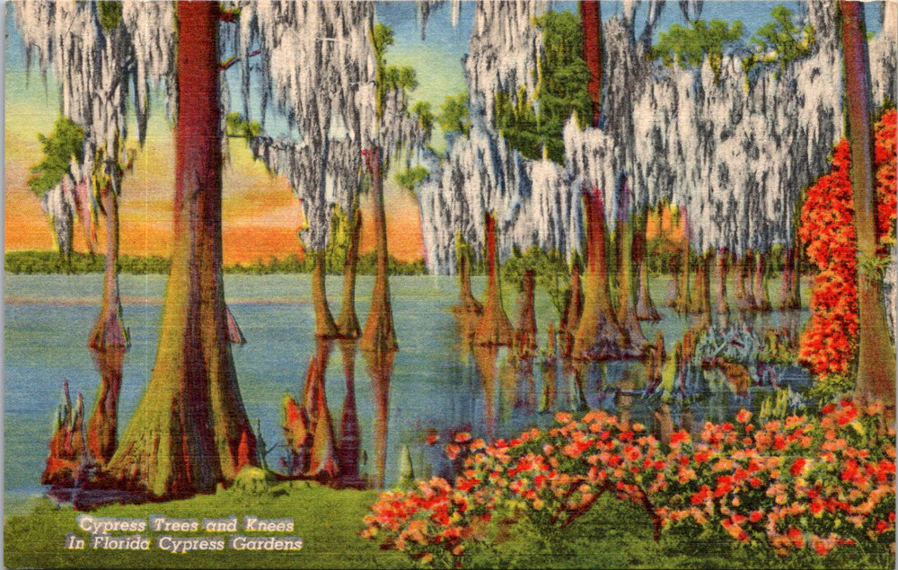 Vintage Postcard Cypress Gardens Florida Lake Eloise Azaleas And Trees