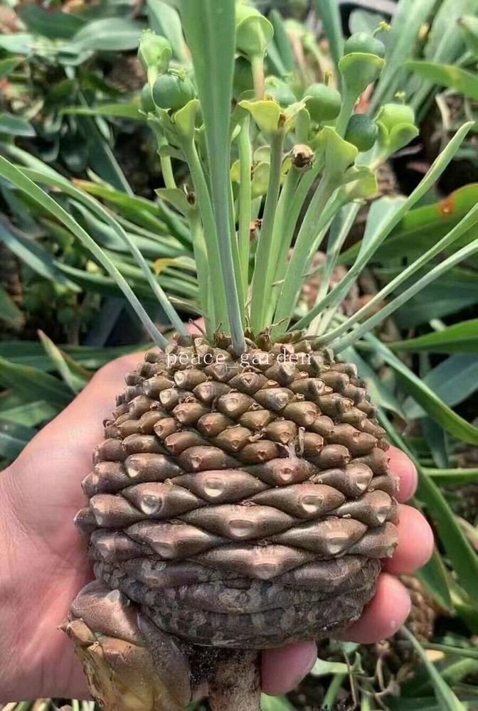RareSucculent plants Euphorbia Bupleurifolia Garden Décor Boutique 4-5cm