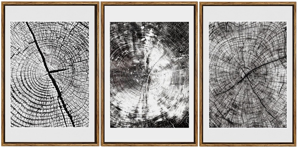 Palette Dreams 3-Piece Framed Wood Tree Ring Wall Art Set Black and White Can...