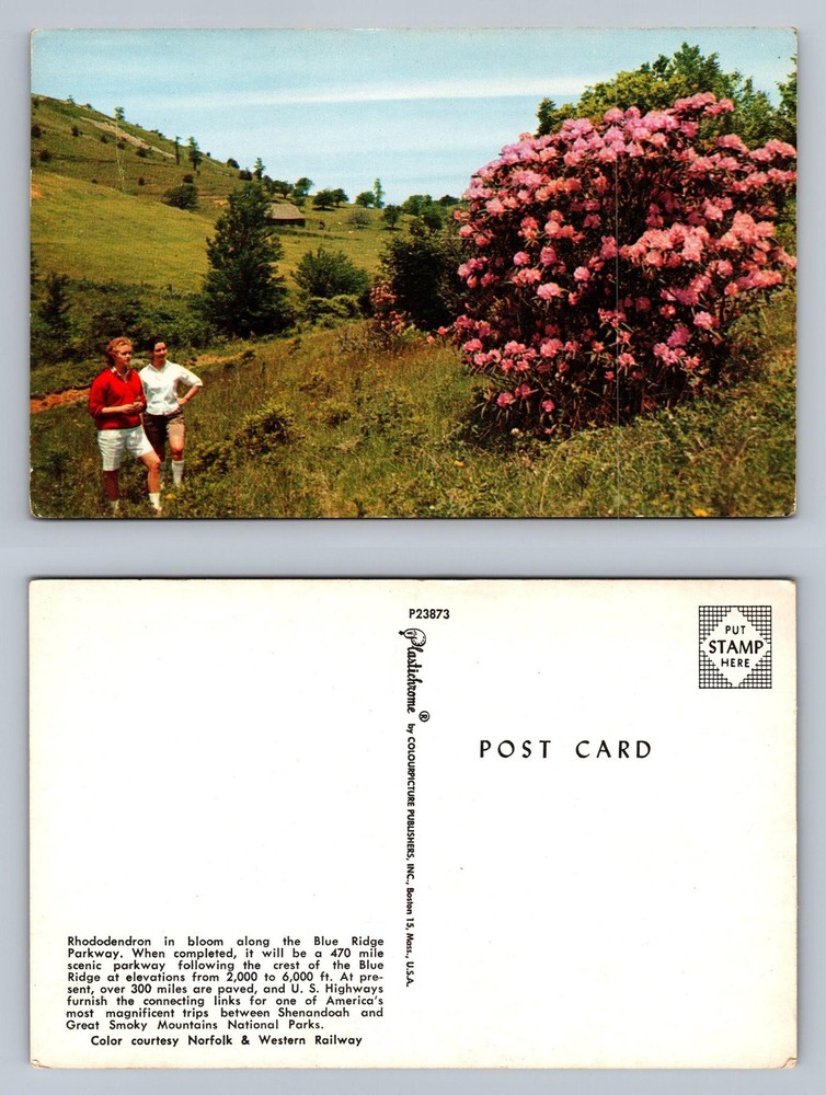 Blue Ridge Pkwy, VA-Virginia, Rhododendron Trail Scene Card Vintage Postcard