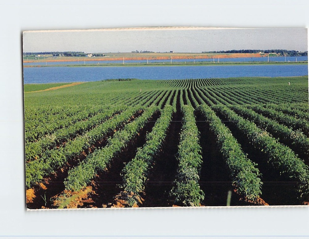 Postcard Potato Field Prince Edward Island Canada