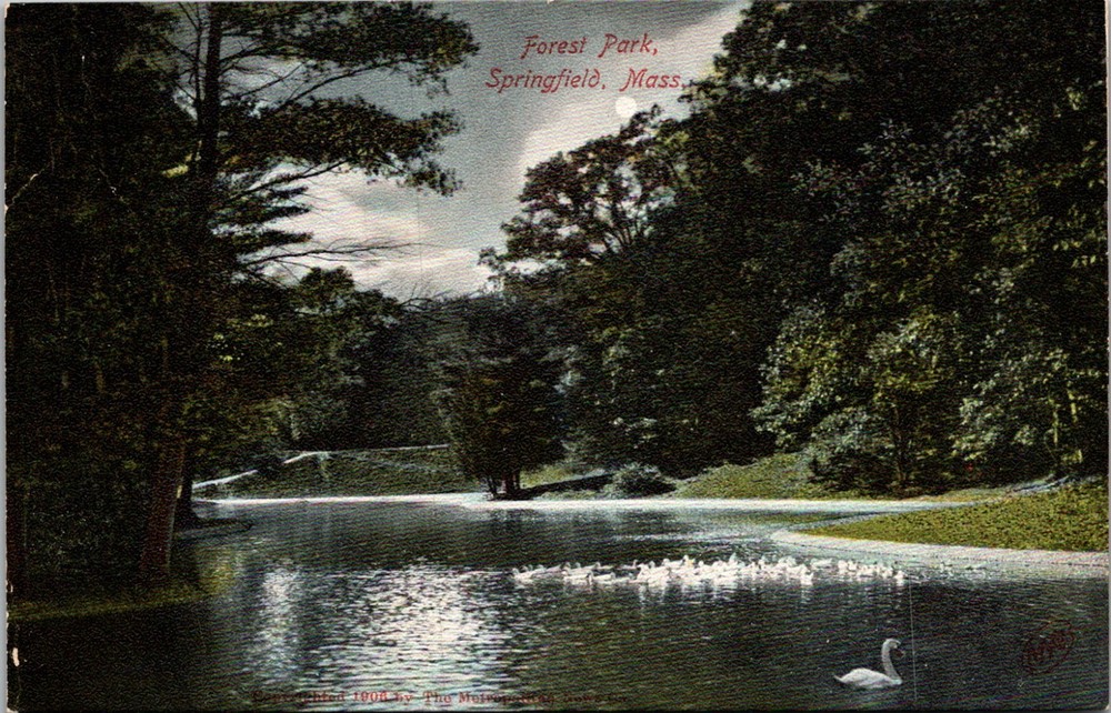 Forest Park Springfield Massachusetts MA Lake Ducks Swan Postcard