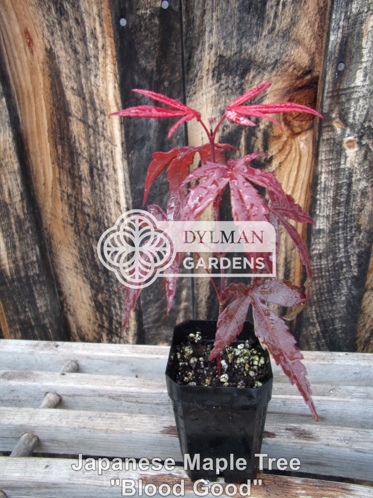 5 Dormant Japanese Maple Seedlings - Acer palmatum 'Bloodgood' - 8 to 10 inches-image
