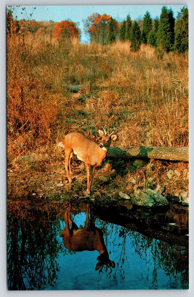 Animals~Young Buck Deer In Autumn Reflected In Creek Water~Vintage Postcard