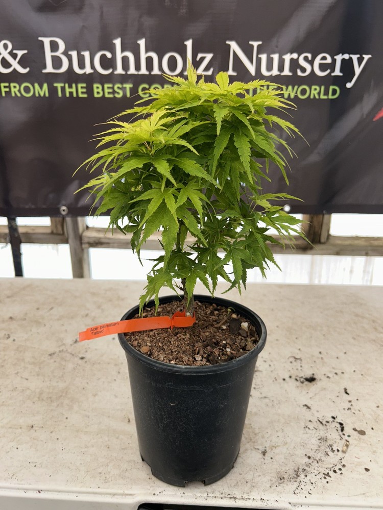 Acer palmatum 'Tattoo' Rare Dwarf Japanese Maple 1 Gallon-image