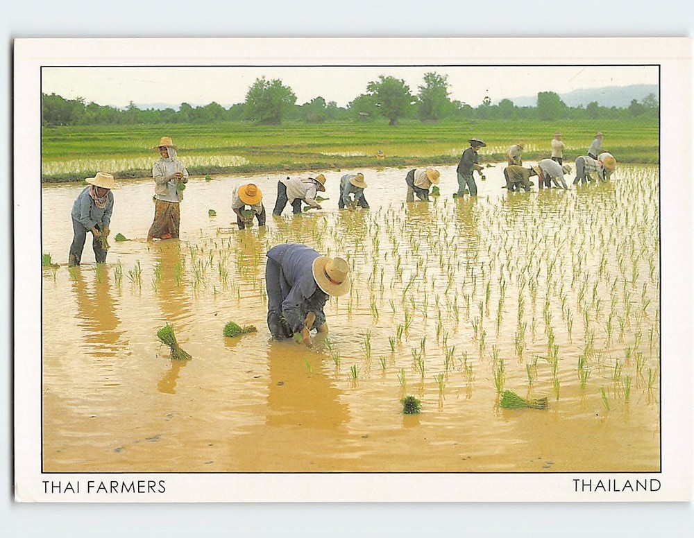 Postcard Thai Farmers Thailand