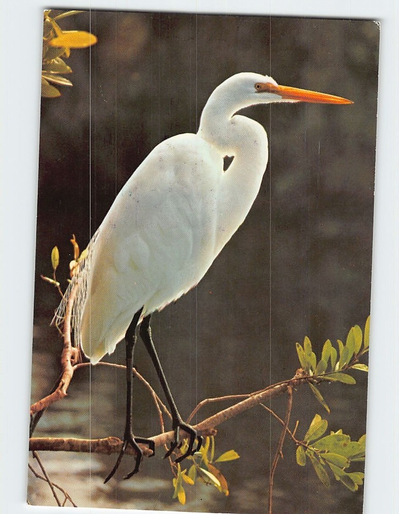 Postcard White Egret Bird