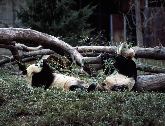 Giant Pandas,Smithsonian Institute,National Zoo,Washington,DC,Carol Highsmith 1