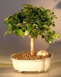 Parrot's Beak Flowering Bonsai Tree RARE Gmelina Philippensis  10