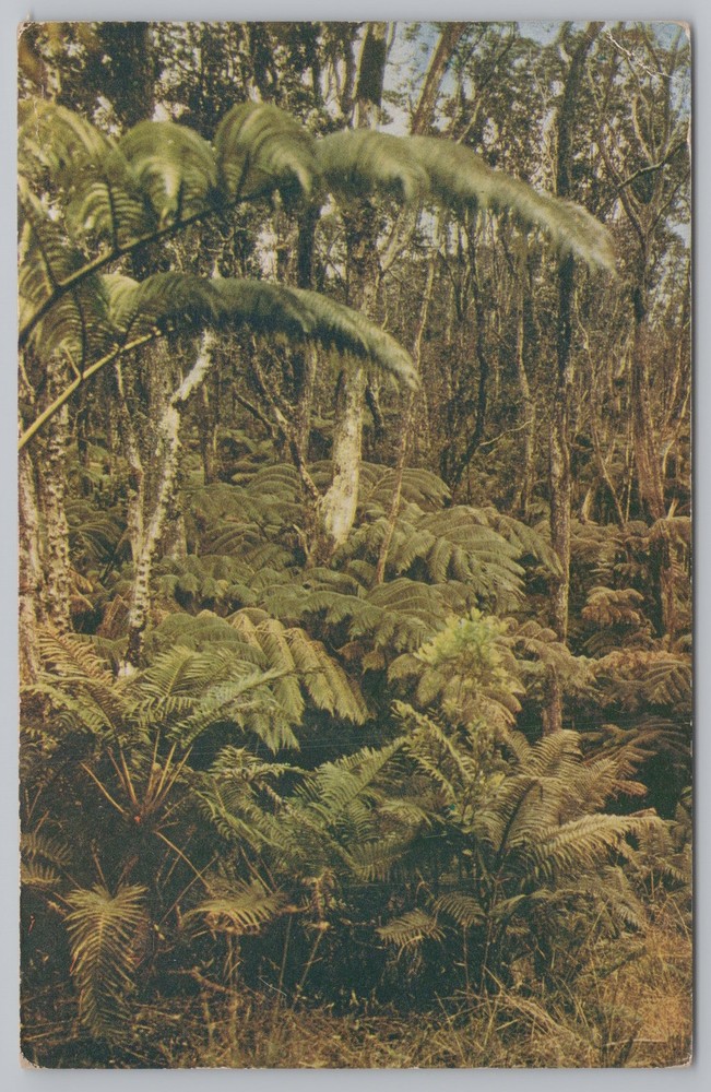 State View~Fern Forests In Hawaii National Park~Vintage Postcard