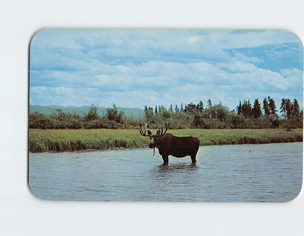 Postcard Bull Moose in a mountain stream