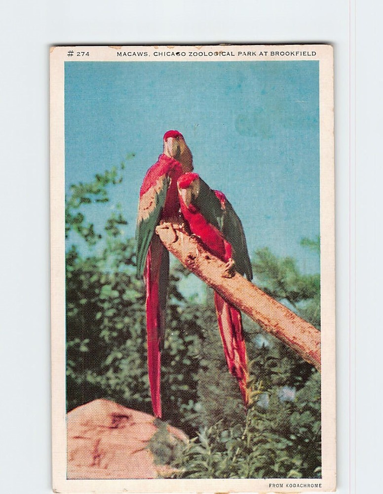 Postcard Macaws Chicago Zoological Park Brookfield Illinois USA