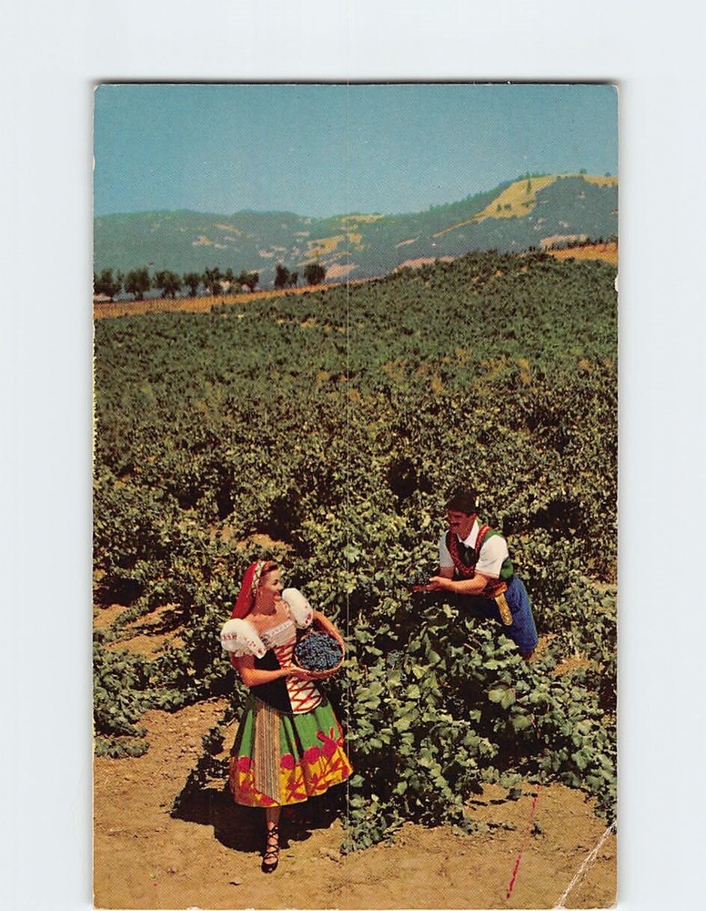 Postcard Italian Swiss Colony Vineyard Scene Asti Sonoma County California