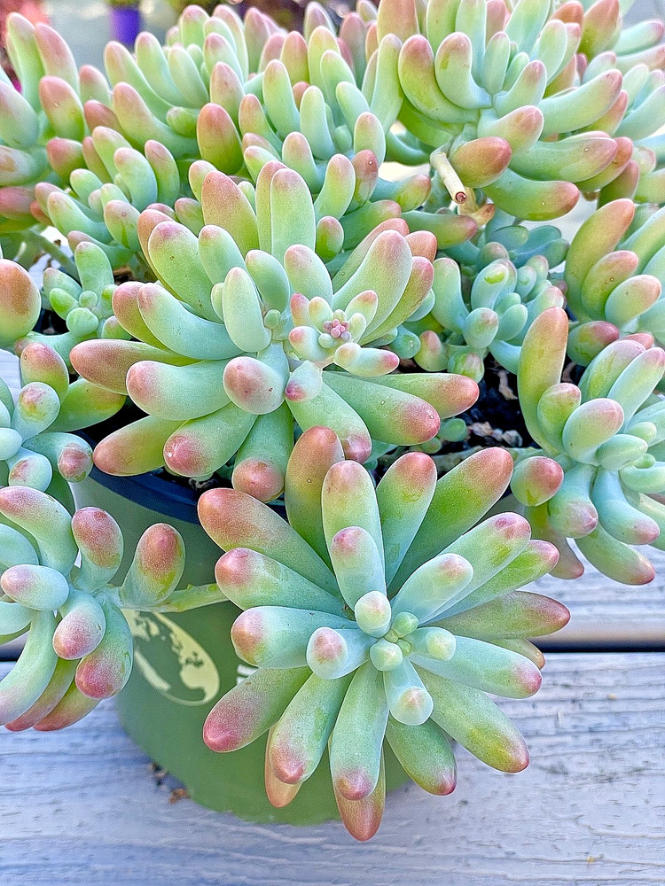 Rare Succulent Sedum Pachyphyllum Live Plant 2-Inch Unrooted Cutting
