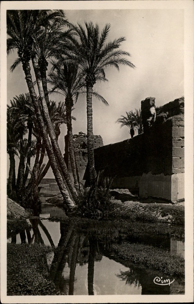 RPPC Palm Trees Marrakech Morocco vintage postcard b469