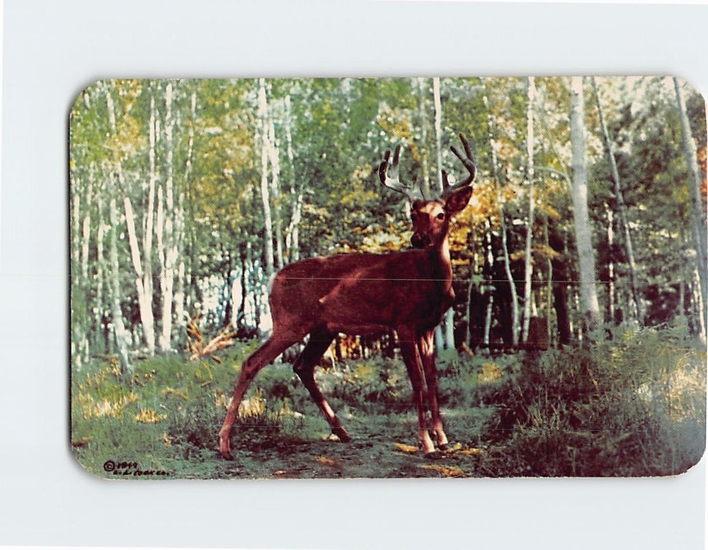 Postcard In The Velvet Vacationland Scene Greetings from Grayling Michigan USA