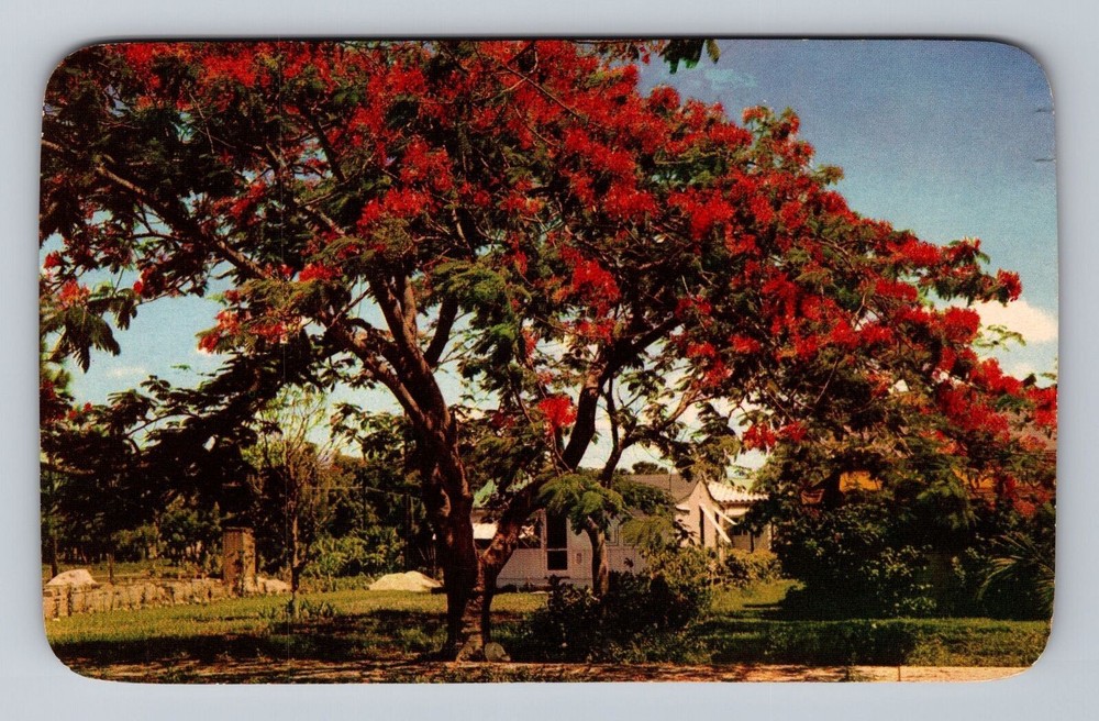 Florida's Royal Poinciana Tree Vintage Postcard