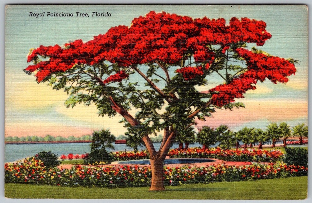 Vtg Linen Postcard Royal Poinciana Tree Florida, US 1940s