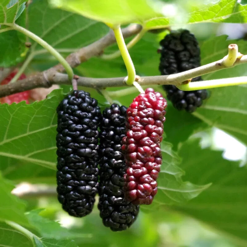 SUPER RARE Contorted Mulberry - 3 cuttings for rooting or grafting