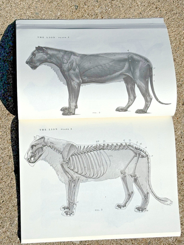 An Atlas of Animal Anatomy Book for Artists Illustrated Reference Guide Dover