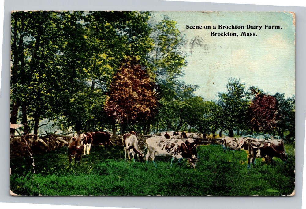 Brockton, Mass. Dairy Farm Postcard - Cows Grazing Scene - 1910s Posted