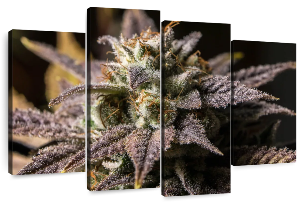 Marijuana In Winter Wall Art