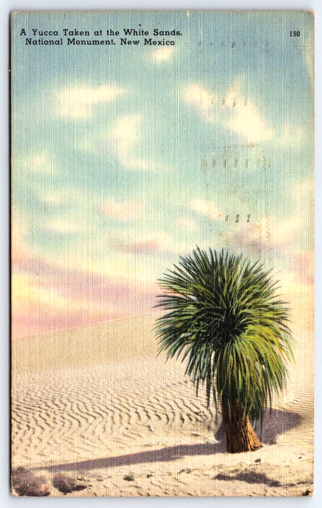 Vintage Old Antique Postcard Yucca White Sands National Monument New Mexico Usa