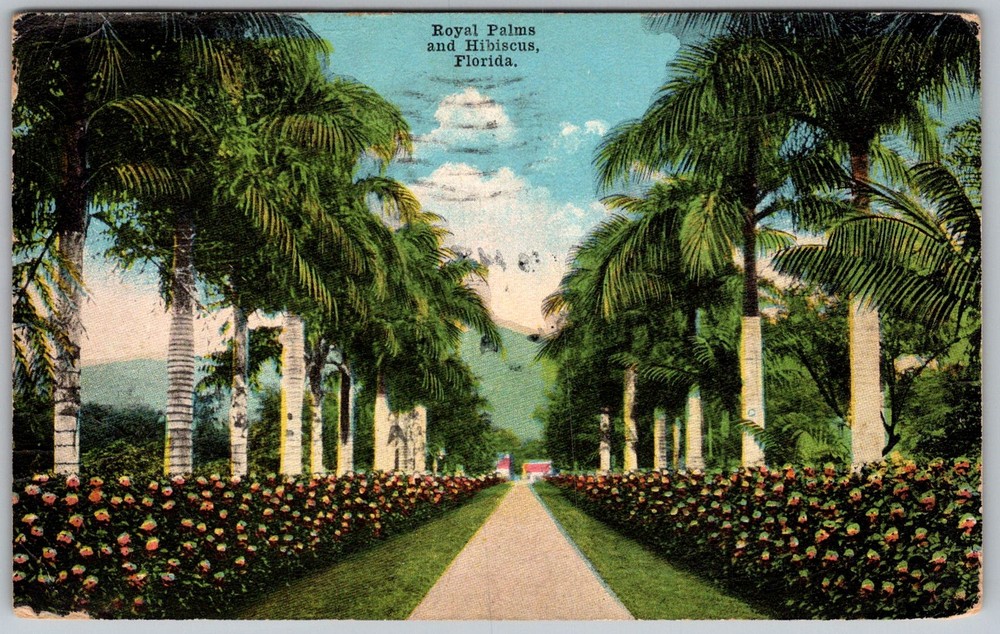 Antique Postcard Royal Palms and Hibiscus St Petersburg, FL 1910s